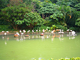 Wetland Park complex